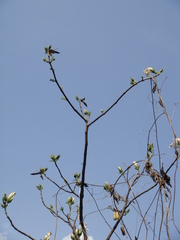 Marcania grandiflora
