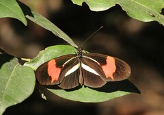 Heliconius erato