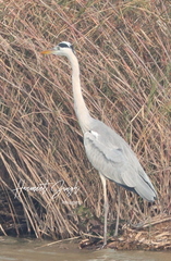 Ardea cinerea
