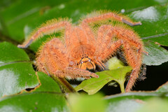 Heteropoda davidbowie