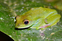 Zhangixalus prominanus