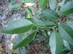 Atalantia monophylla