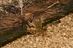 Limnonectes blythii