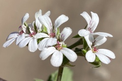 Pelargonium odoratissimum