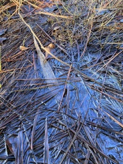 Gallionellaceae