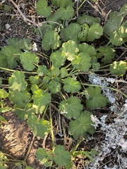 Pelargonium odoratissimum