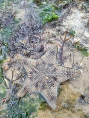 Goniodiscaster scaber