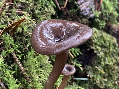 Pseudoclitocybe
