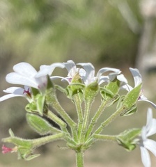 Pelargonium odoratissimum