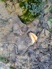 Goniodiscaster scaber