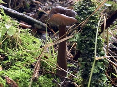 Pseudoclitocybe