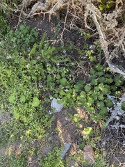 Pelargonium odoratissimum