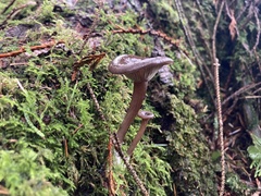 Pseudoclitocybe