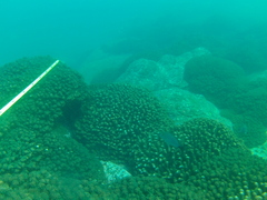 Haemulon maculicauda