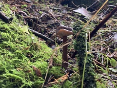 Pseudoclitocybe