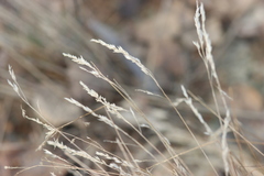 Corynephorus canescens