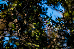 Allocassine laurifolia