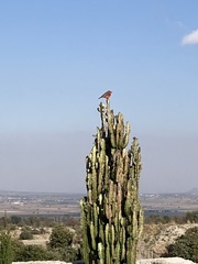 Pyrocephalus rubinus