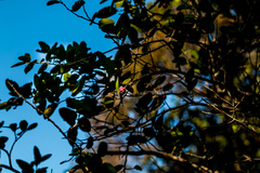 Allocassine laurifolia