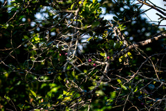 Allocassine laurifolia