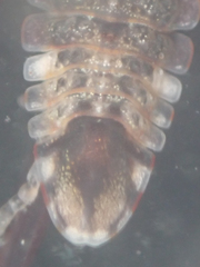 Synidotea ritteri