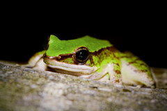 Odorrana hosii