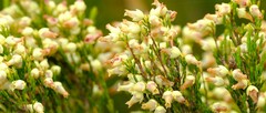 Erica lutea