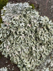 Parmelia submontana