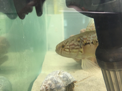 Dormitator maculatus