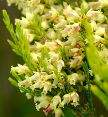 Erica lutea