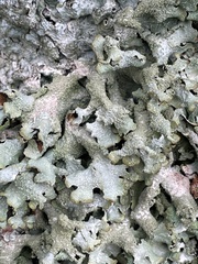 Parmelia submontana