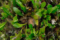 Protea scolopendriifolia