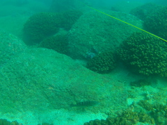 Halichoeres notospilus