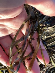 Zostera