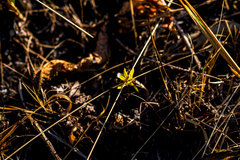Cyrtanthus breviflorus