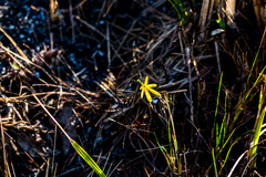 Cyrtanthus breviflorus