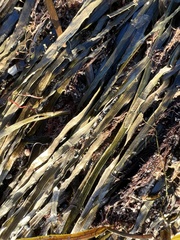Zostera