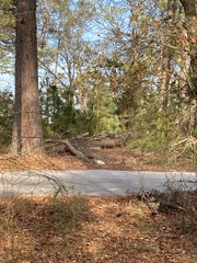 Sciurus niger cinereus