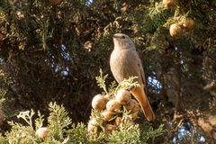 Phoenicurus ochruros