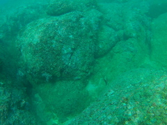 Cephalopholis panamensis
