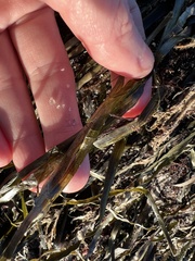 Zostera