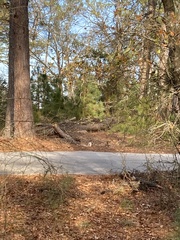 Sciurus niger cinereus