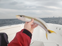 Malacanthus plumieri