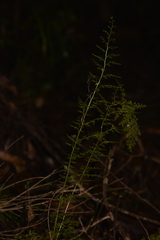 Lindsaea microphylla