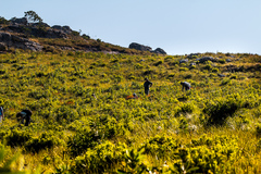Erica cerinthoides