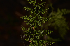 Lindsaea microphylla