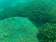 Serranus psittacinus