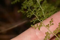 Lindsaea microphylla