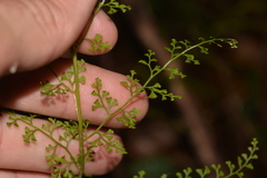 Lindsaea microphylla