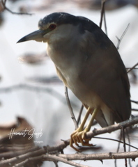 Nycticorax nycticorax